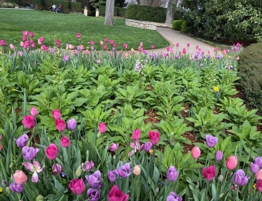 Tulips