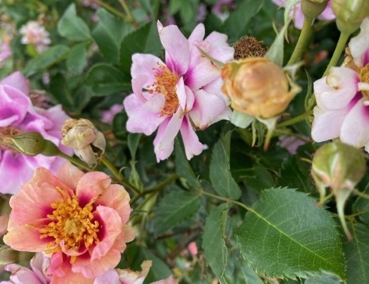 Flowers