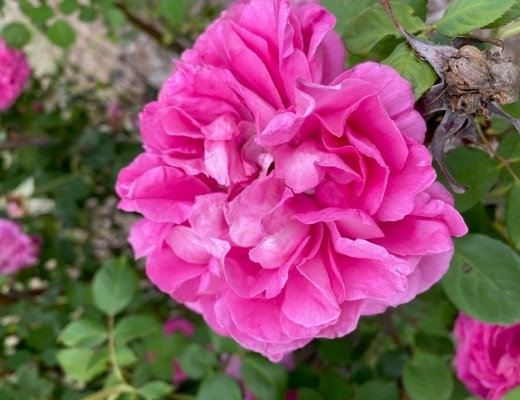 A flower