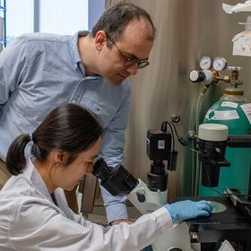Loss of vitamin C synthesis protects animals from schistosomiasis