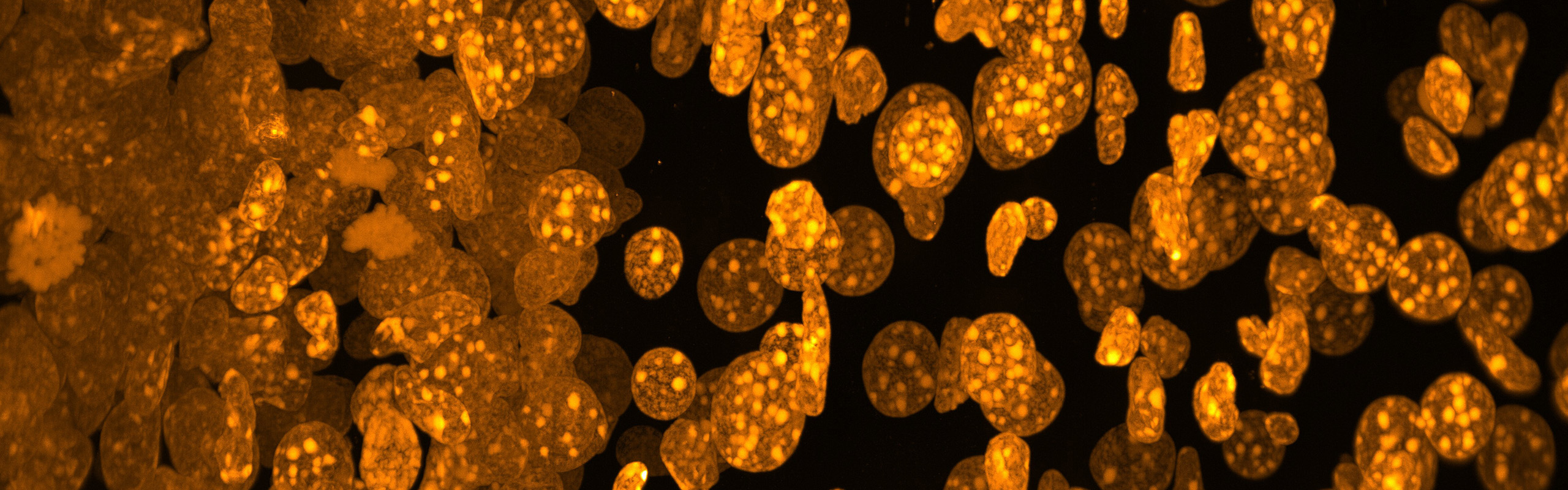 Copper and gold colored cells, as seen through a microscope.
