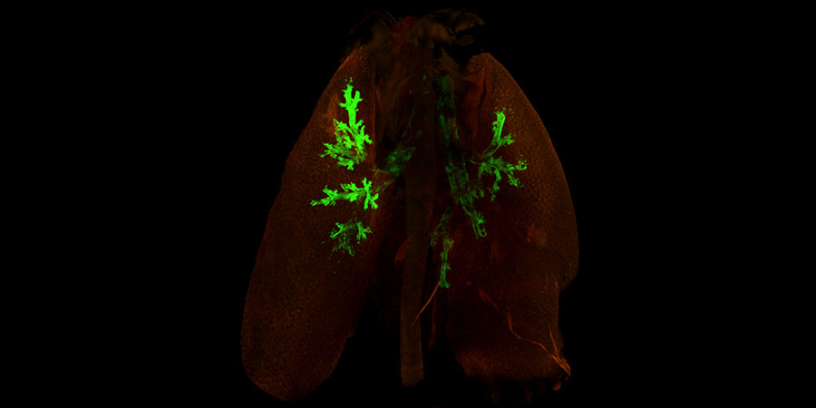 mouse lung