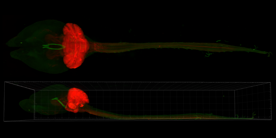 Intact adult mouse central nervous system dorsal