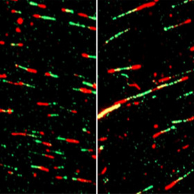 Study links cancer metabolism to DNA replication errors