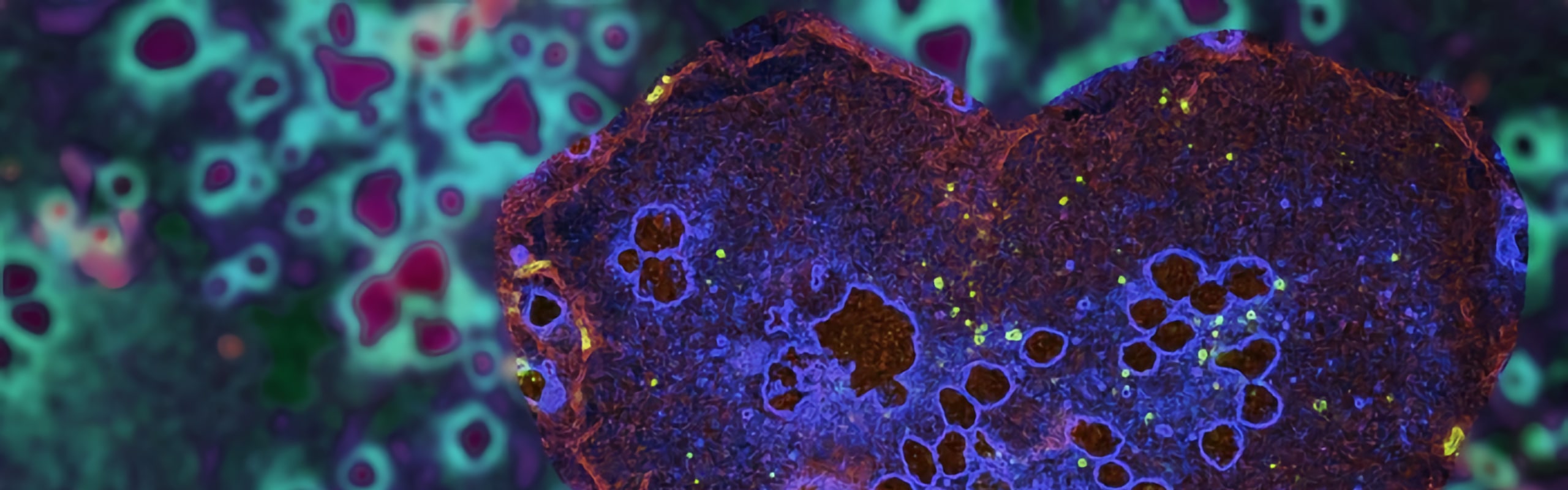 banner-regenerative-2560x800.jpg