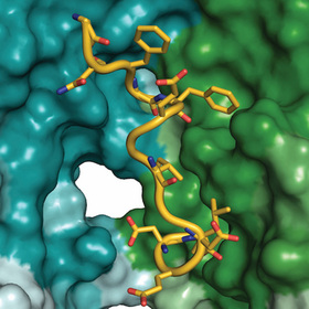Study reveals cellular recycling process key to human health