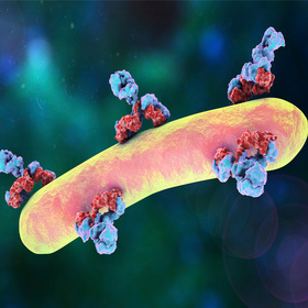 Antibodies block bacteria that cause tuberculosis, study shows