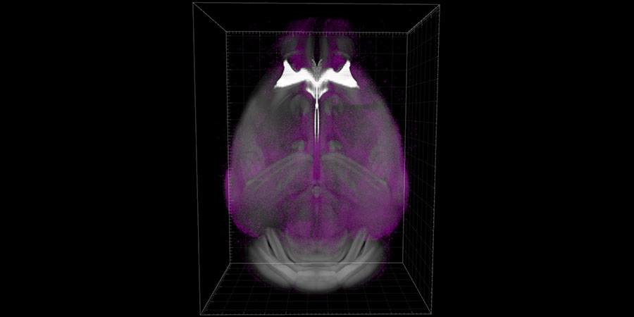 whole mouse brain
