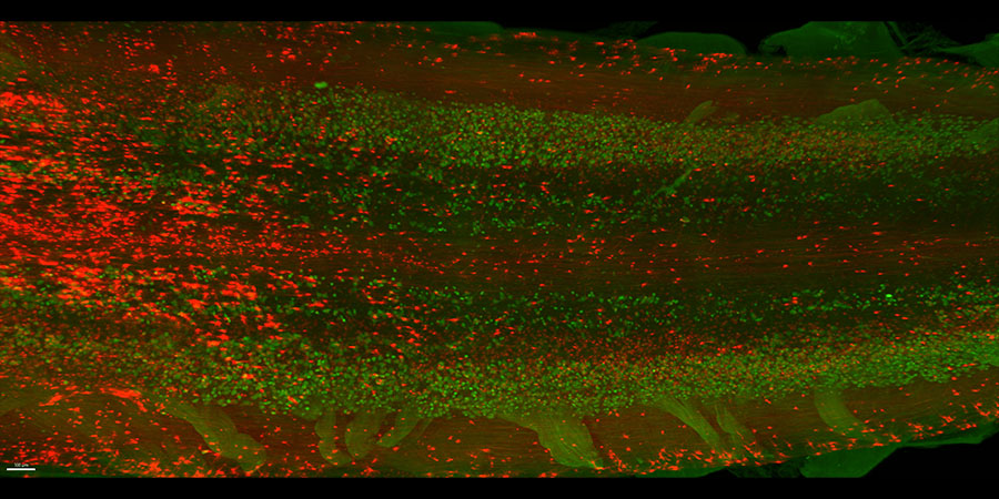 Segment of cleared mouse spinal cord