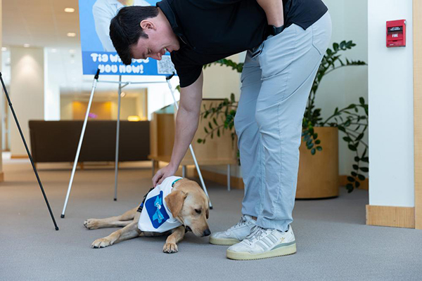 Yellow lab, Tia, being pet by man