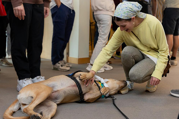 Yellow lab, Tia, receives belly rubs from woman