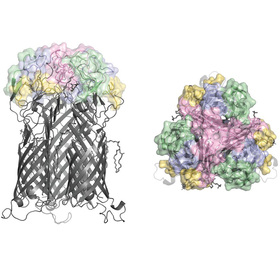 Findings could boost efforts to develop chlamydia vaccine