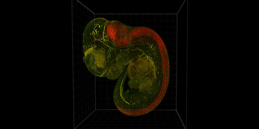 Intact mouse embryo harvested at E11.5