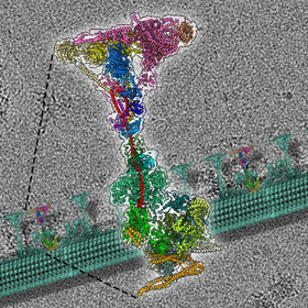 Study sheds light on cilia’s function in cells, role in diseases