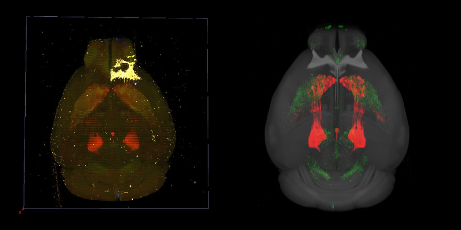 Tissuecyte: Dorsal view of raw fluorescence 3D image