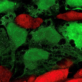 Findings may move science closer to growing organs in other species