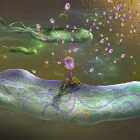 The secret lives of bacteria: How they evade viral attack
