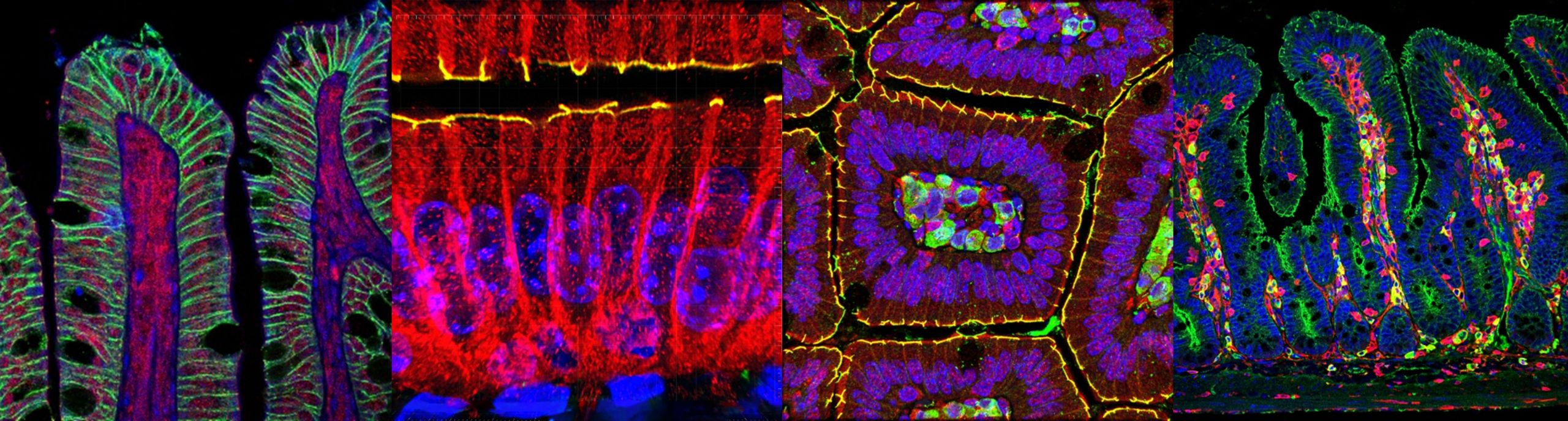 Microscopic images of cells
