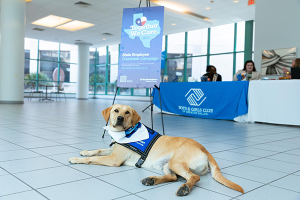 Yellow lab Tia in front of SECC sign