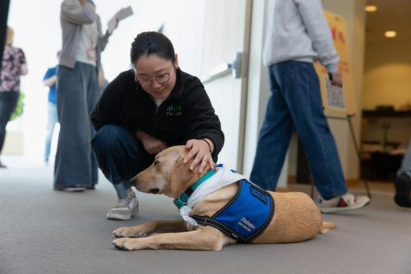 Woman petting yellow lab, Tia, on the head