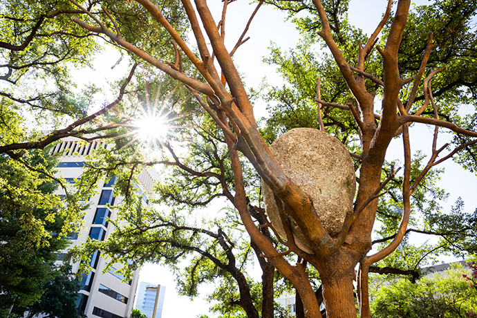 View looking up at a large rock in a tree.