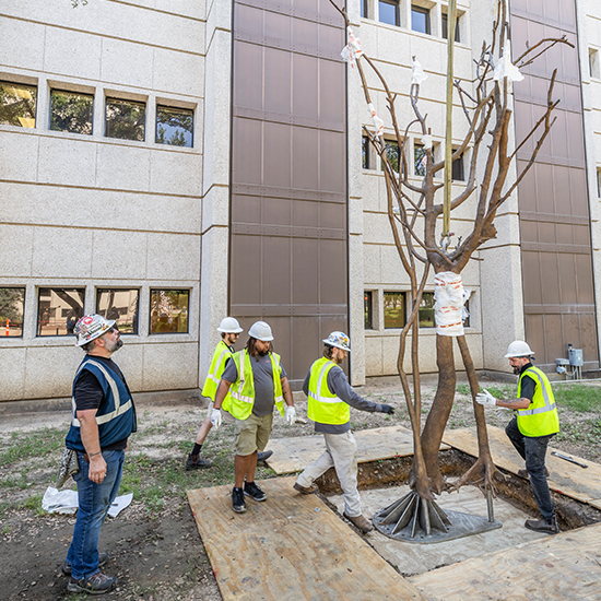 A group of workmen installing a tree-like sculpture.