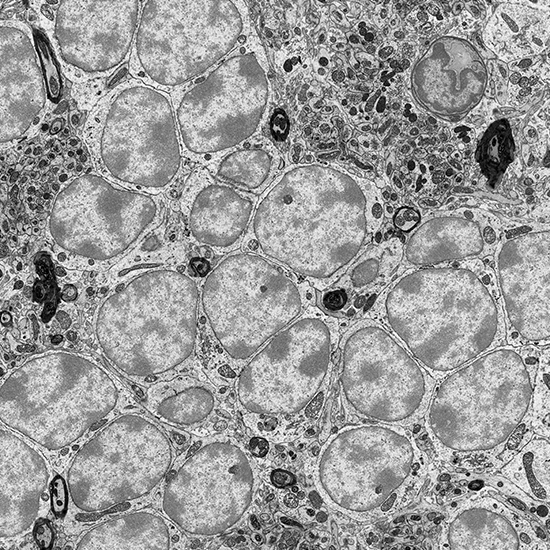 Gray microscope slide.
