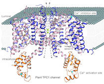 Graphic for Youxing Jiang