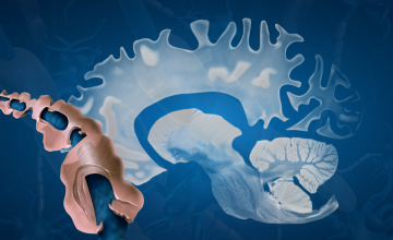 a cut-away view of a human brain