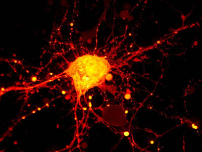 Photo of a cell