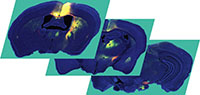 Graphic for Wei Xu