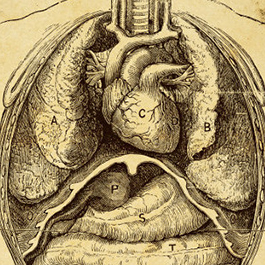 autopsy diagram