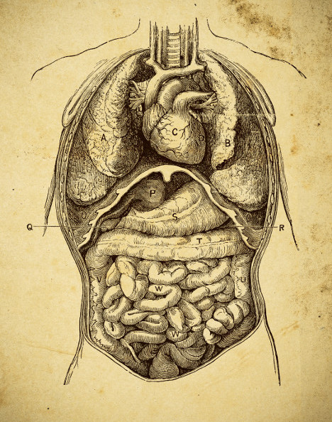 Human body diagram