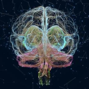 illustration of a human brain