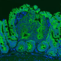 Abstract image of a cell in green