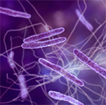 Purple colored bacteria