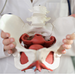 Two hands holding a red and white hip diagram