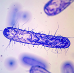 Purple colored bacteria