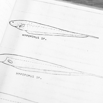 A piece of paper of two drawings of a fish