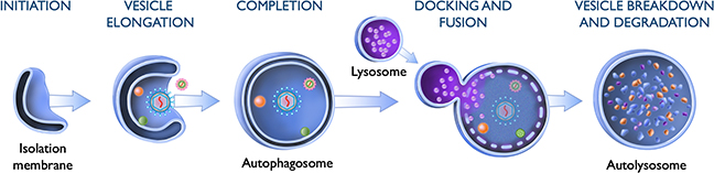 A gene used in the cellular recycling process called autophagy