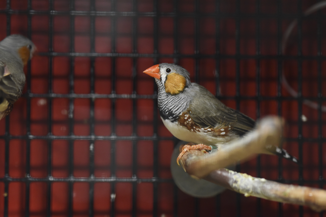 bird bird