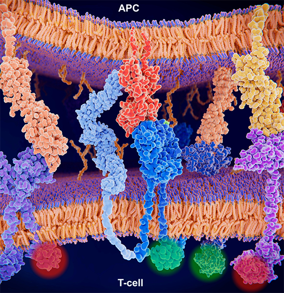 An activation of T cell immune response