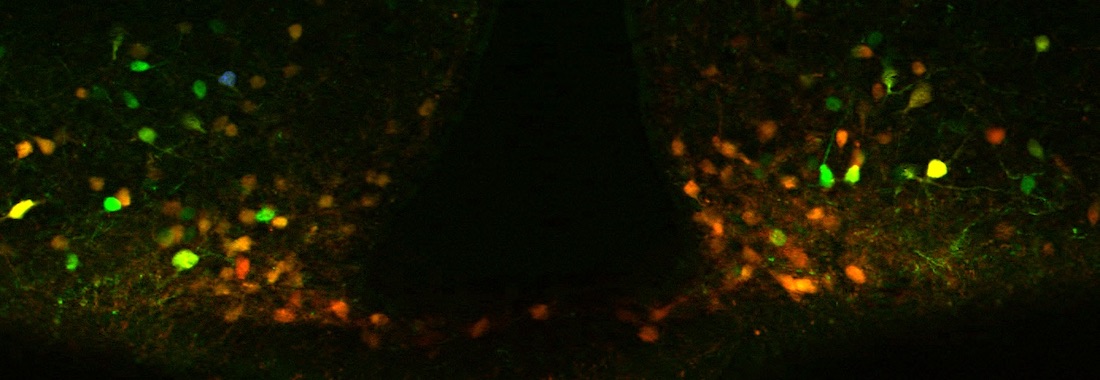 Photo of light on plant-based compound&rsquo;s contribution to weight loss