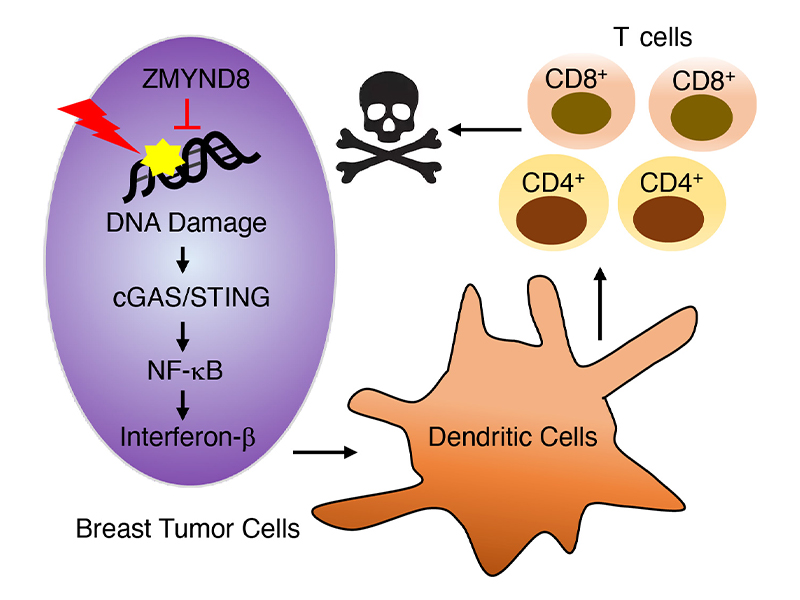 A UTSW study found the gene <em>ZMYND8</em> is a &ldquo;safety guard&rdquo; for genome stability that causes breast cancer cells to evade immunosurveillance for their growth.