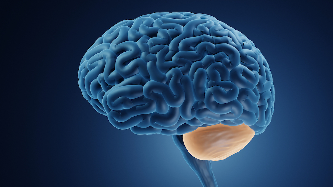 Brain Illustration