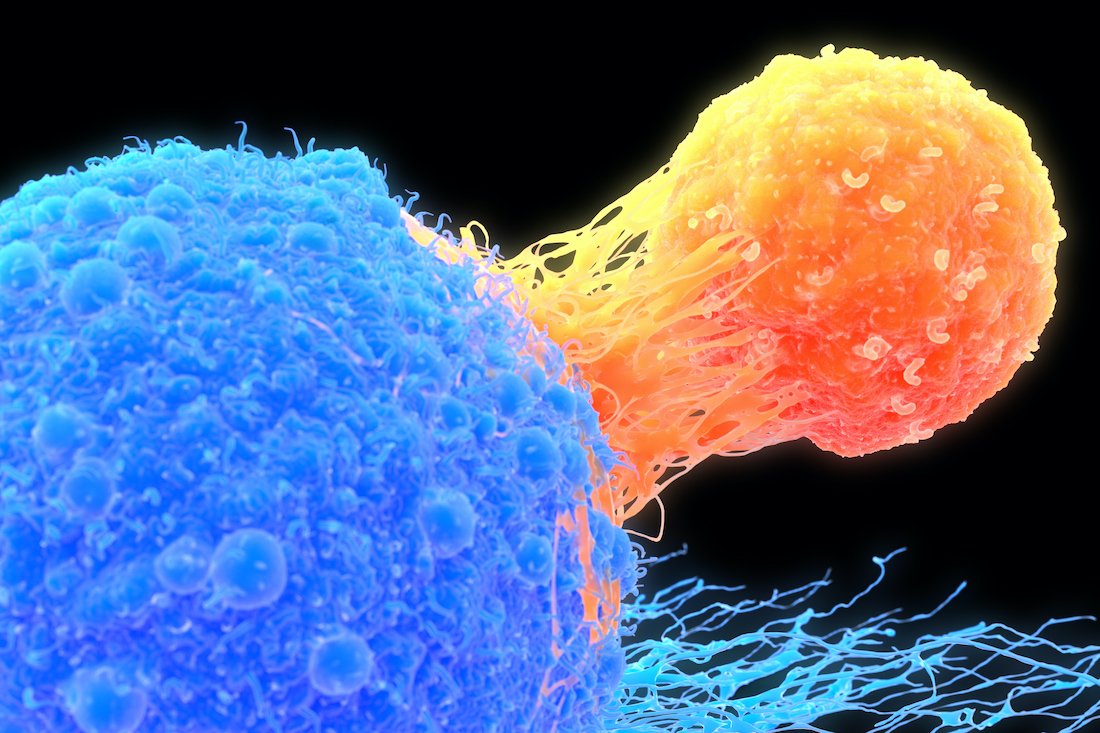 Illustration shows a T cell in orange, which plays a central role in immune response, attached to a cancer cell.