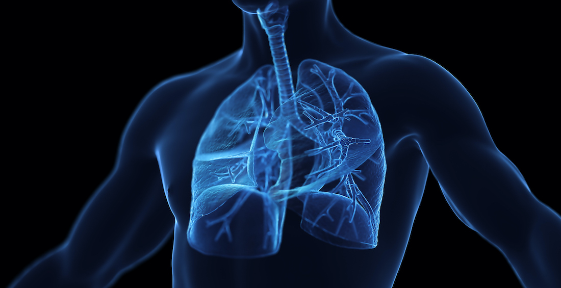 Male respiratory system, illustration