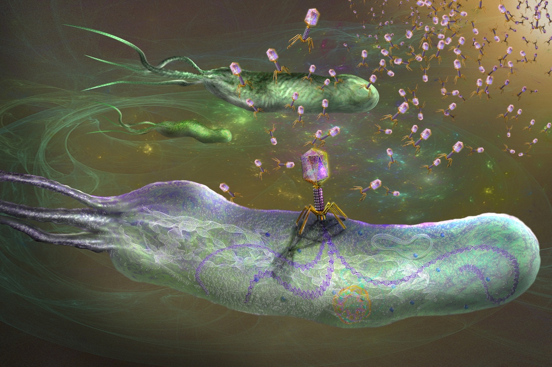 Bacteriophages infecting bacteria, illustration