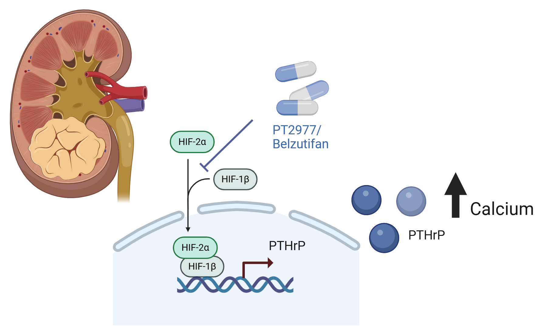 The hormone responsible for calcium induction in kidney cancer patients