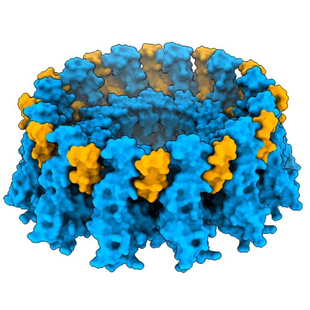 seipin-adipogenin complex